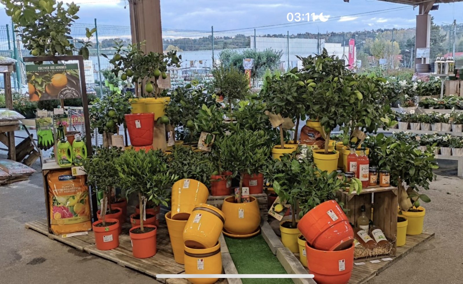 Merchandising et théâtralisation du végétal